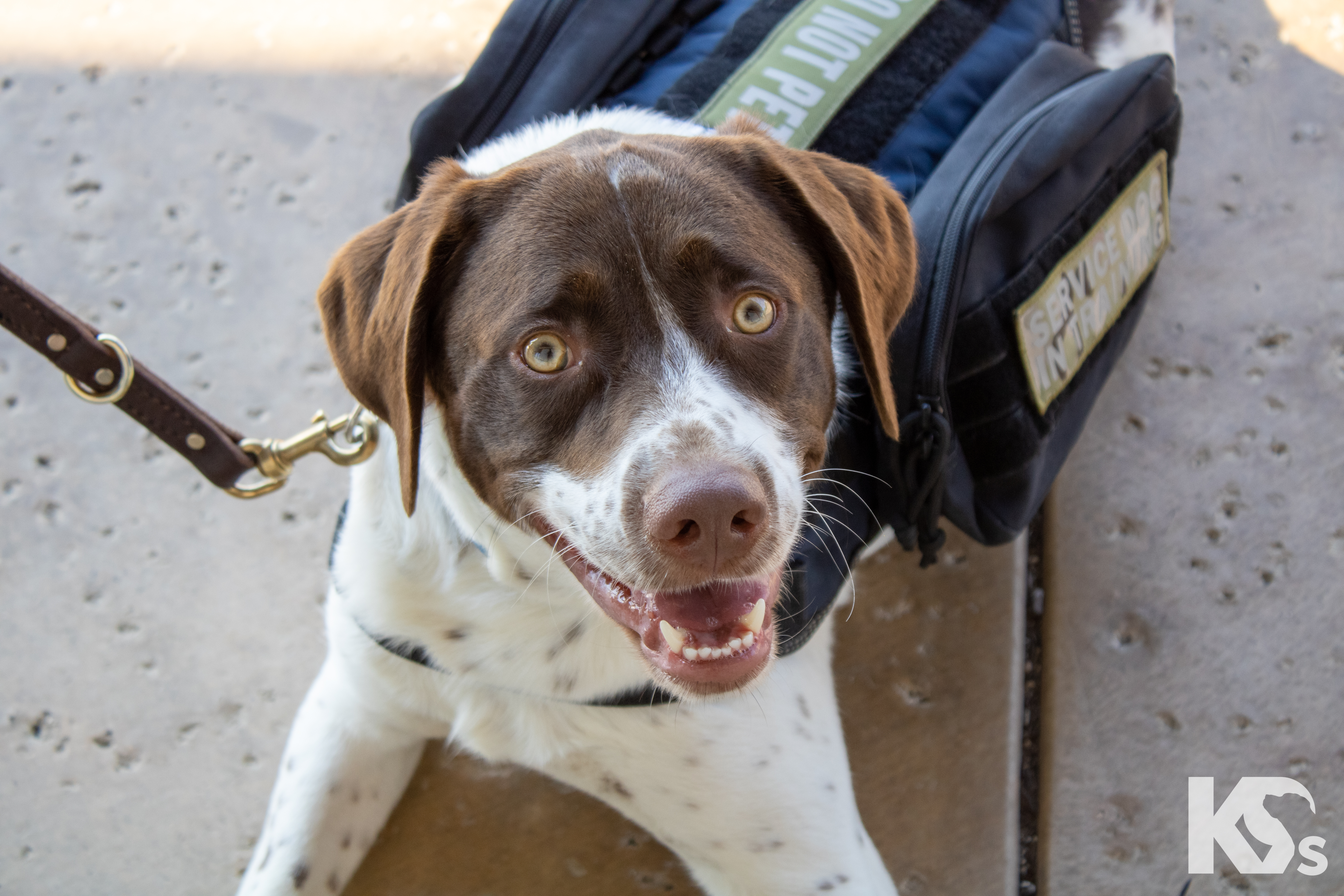 Pericles AHEPA, AHEPA Service Dog